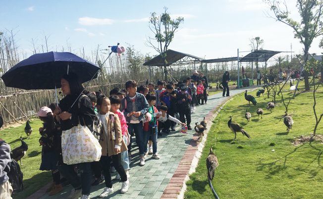台州湾野生动物园、孔雀园